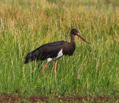 Zwarte Ooievaar - Black Stork