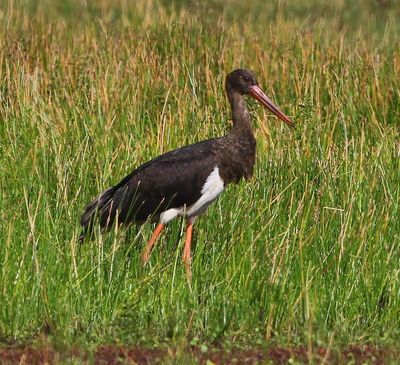 Zwarte Ooievaar - Black Stork