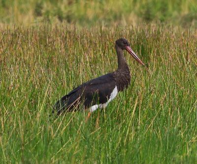 Zwarte Ooievaar - Black Stork