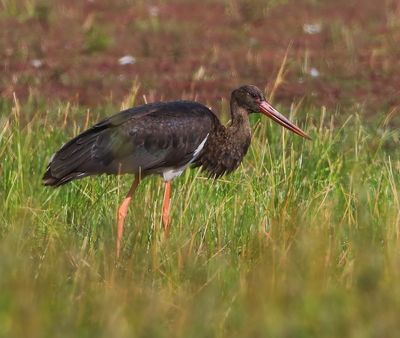 Zwarte Ooievaar - Black Stork