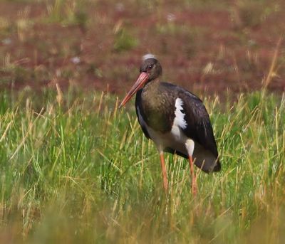 Zwarte Ooievaar - Black Stork