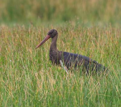 Zwarte Ooievaar - Black Stork