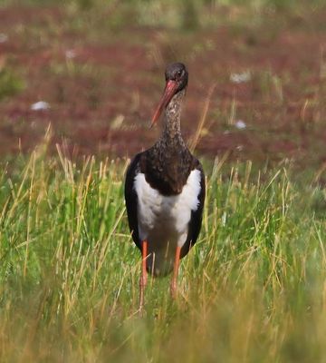 Zwarte Ooievaar - Black Stork