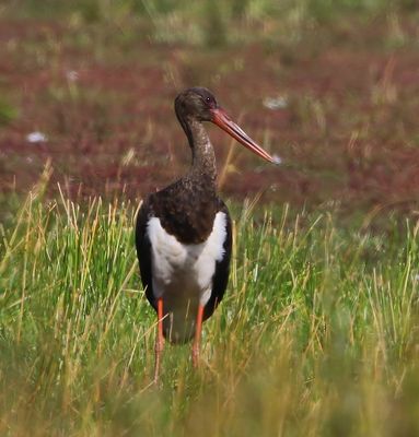Zwarte Ooievaar - Black Stork