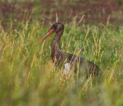 Zwarte Ooievaar - Black Stork