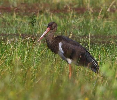 Zwarte Ooievaar - Black Stork