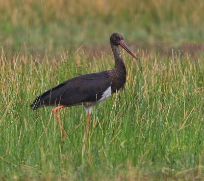 Zwarte Ooievaar - Black Stork