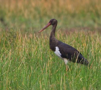 Zwarte Ooievaar - Black Stork
