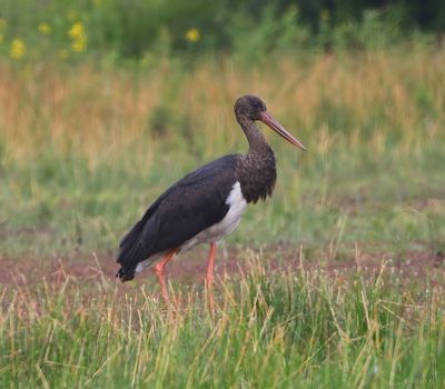 Zwarte Ooievaar - Black Stork