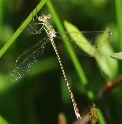 Zwervende Pantserjuffer - Southern Emerald Damselfly