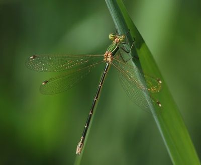 Zwervende Pantserjuffer - Southern Emerald Damselfly