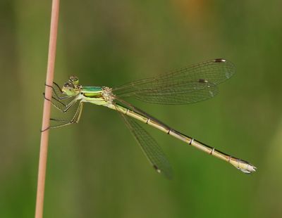 Zwervende Pantserjuffer - Southern Emerald Damselfly