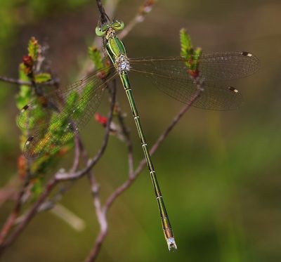 Zwervende Pantserjuffer - Southern Emerald Damselfly