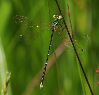Zwervende Pantserjuffer - Southern Emerald Damselfly