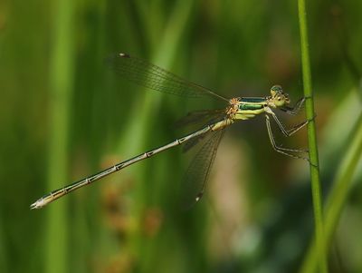 Zwervende Pantserjuffer - Southern Emerald Damselfly