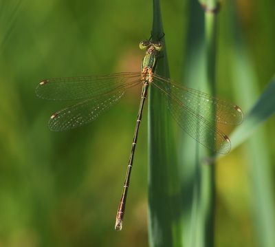 Zwervende Pantserjuffer - Southern Emerald Damselfly