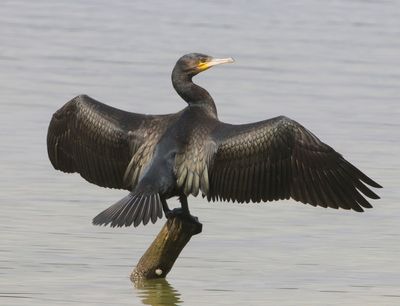 Aalscholver - Great Cormorant