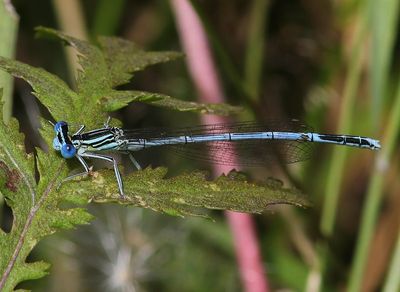 Blauwe Breedscheenjuffer - Blue Featherleg