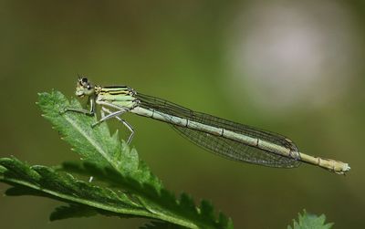 Blauwe Breedscheenjuffer - Blue Featherleg