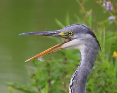 Blauwe Reiger - Grey Heron