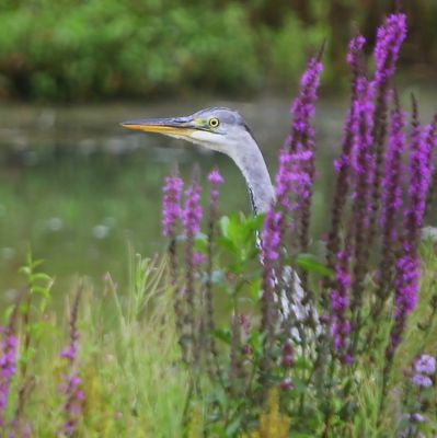 Blauwe Reiger - Grey Heron