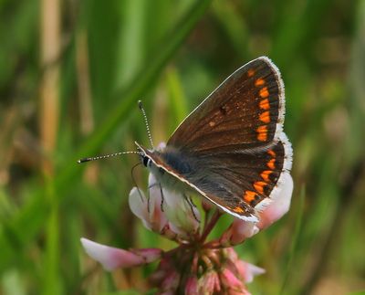 Bruin Blauwtje - Brown Argus