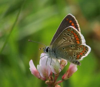 Bruin Blauwtje - Brown Argus
