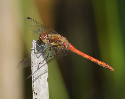 Bruinrode Heidelibel - Common Darter
