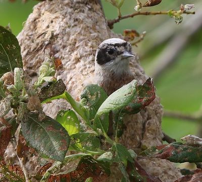 Buidelmees - Eurasian Penduline Tit