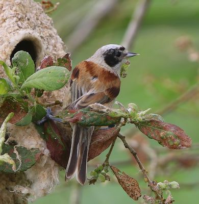 Buidelmees - Eurasian Penduline Tit