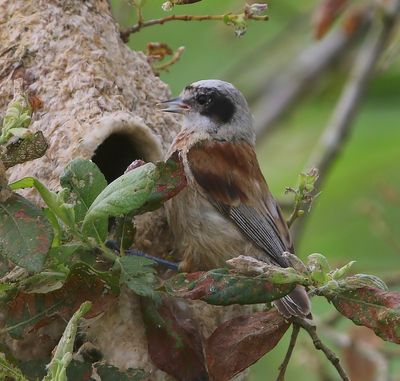 Buidelmees - Eurasian Penduline Tit