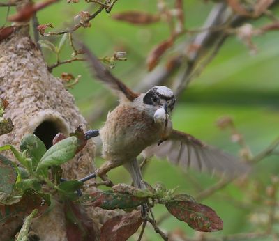 Buidelmees - Eurasian Penduline Tit