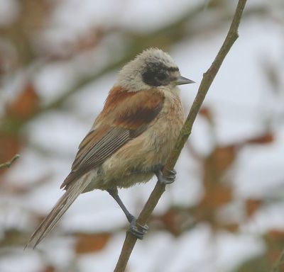 Buidelmees - Eurasian Penduline Tit