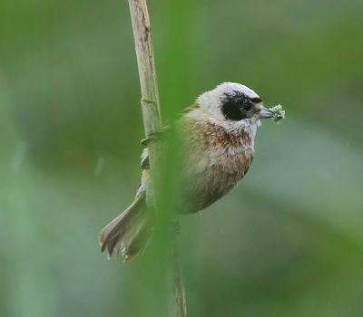 Buidelmees - Eurasian Penduline Tit