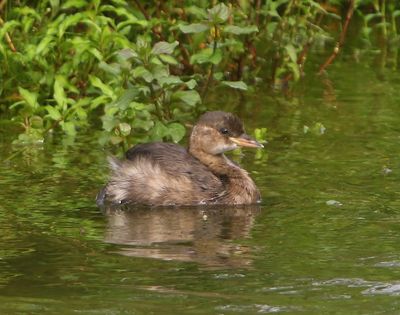 Dodaars - Little Grebe