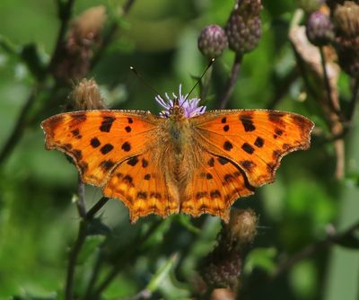 Gehakkelde Aurelia - Comma Butterfly