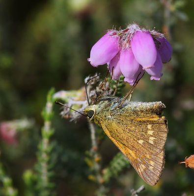 Groot Dikkopje - Large Skipper