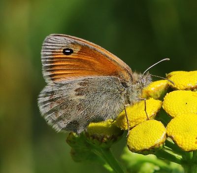 Hooibeestje - Small Heath