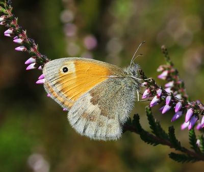 Hooibeestje - Small Heath