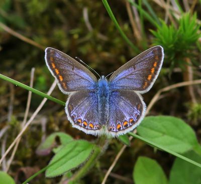 Icarusblauwtje - Common Blue
