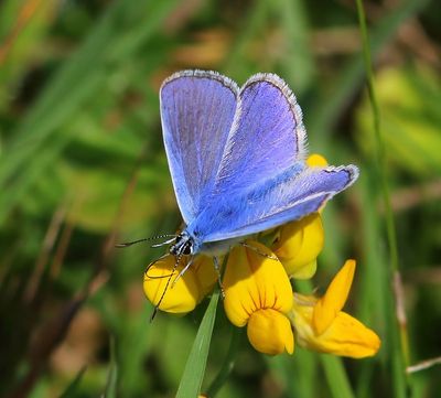 Icarusblauwtje - Common Blue