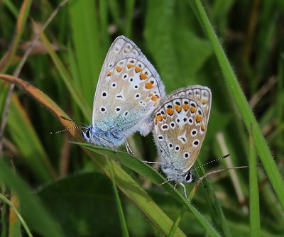 Icarusblauwtjes - Common Blues