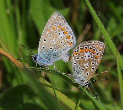 Icarusblauwtjes - Common Blues