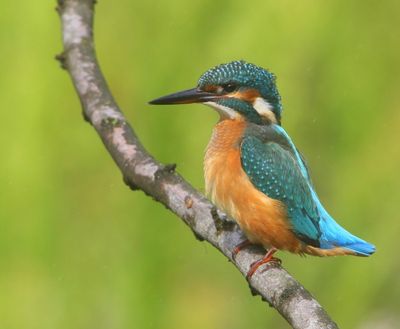 IJsvogel - Common Kingfisher