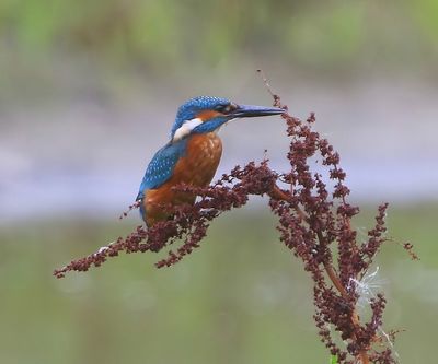 IJsvogel - Common Kingfisher