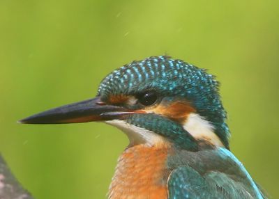 IJsvogel - Common Kingfisher