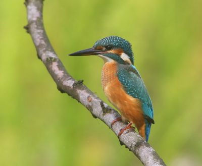 IJsvogel - Common Kingfisher