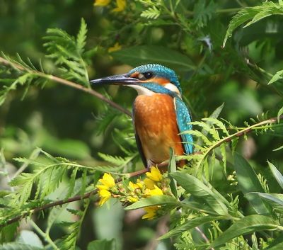 IJsvogel - Common Kingfisher