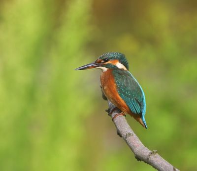 IJsvogel - Common Kingfisher