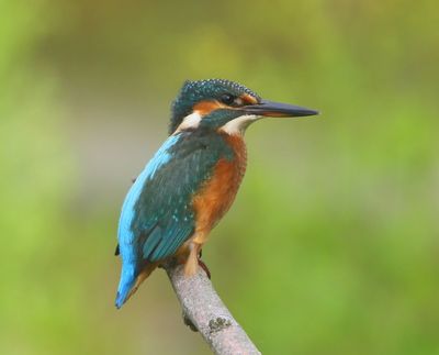 IJsvogel - Common Kingfisher